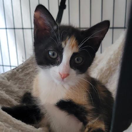Spumoni, Adoptable, Kitten Female Domestic Short Hair.