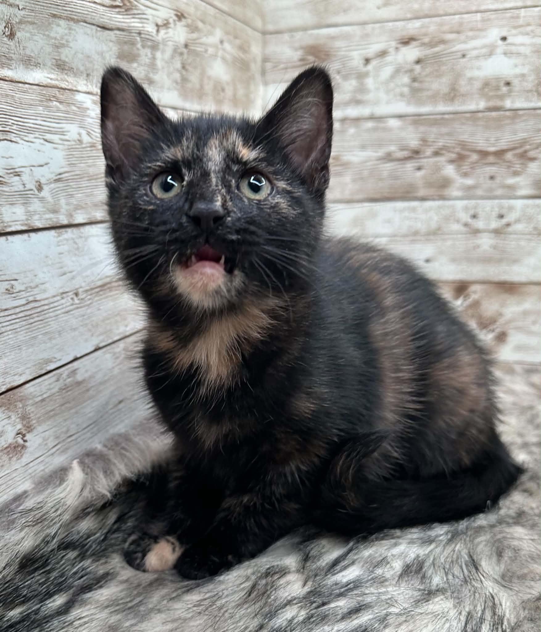 Enlarge Violet, a ADOPTABLE Domestic Short Hair in Lexington, KY image 1/1
