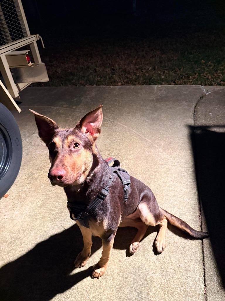 CLOVERLEAF - STRAY HOLD UNTIL 1/26/26, Adoptable, Adult Male Doberman Pinscher & Shepherd.