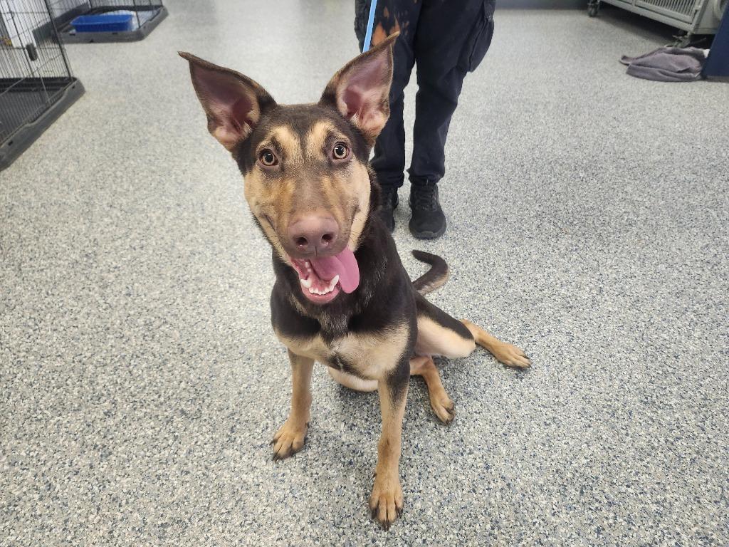 CLOVERLEAF - STRAY HOLD UNTIL 1/26/26, a Adoptable mixed breed in Athens, AL image 2/6