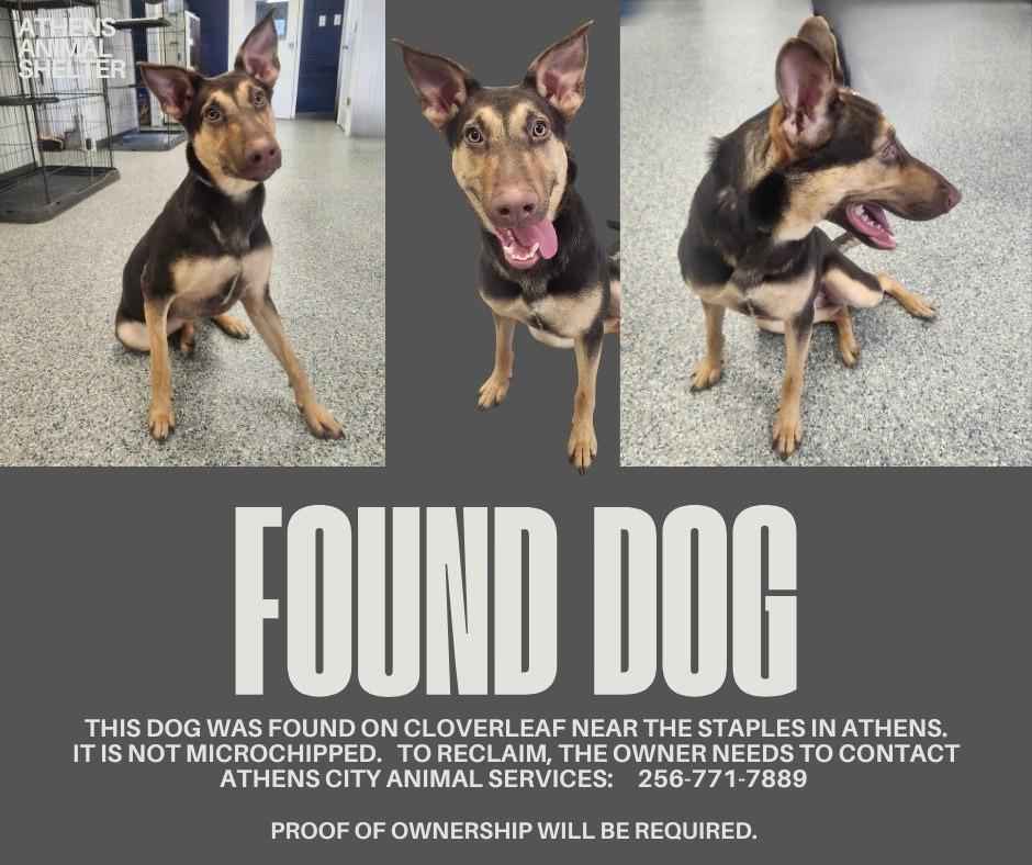 CLOVERLEAF - STRAY HOLD UNTIL 1/26/26, a Adoptable mixed breed in Athens, AL image 3/6