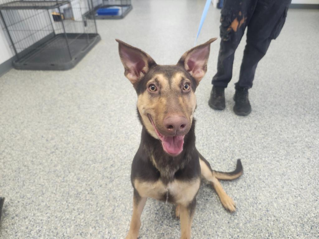 CLOVERLEAF - STRAY HOLD UNTIL 1/26/26, a Adoptable mixed breed in Athens, AL image 4/6