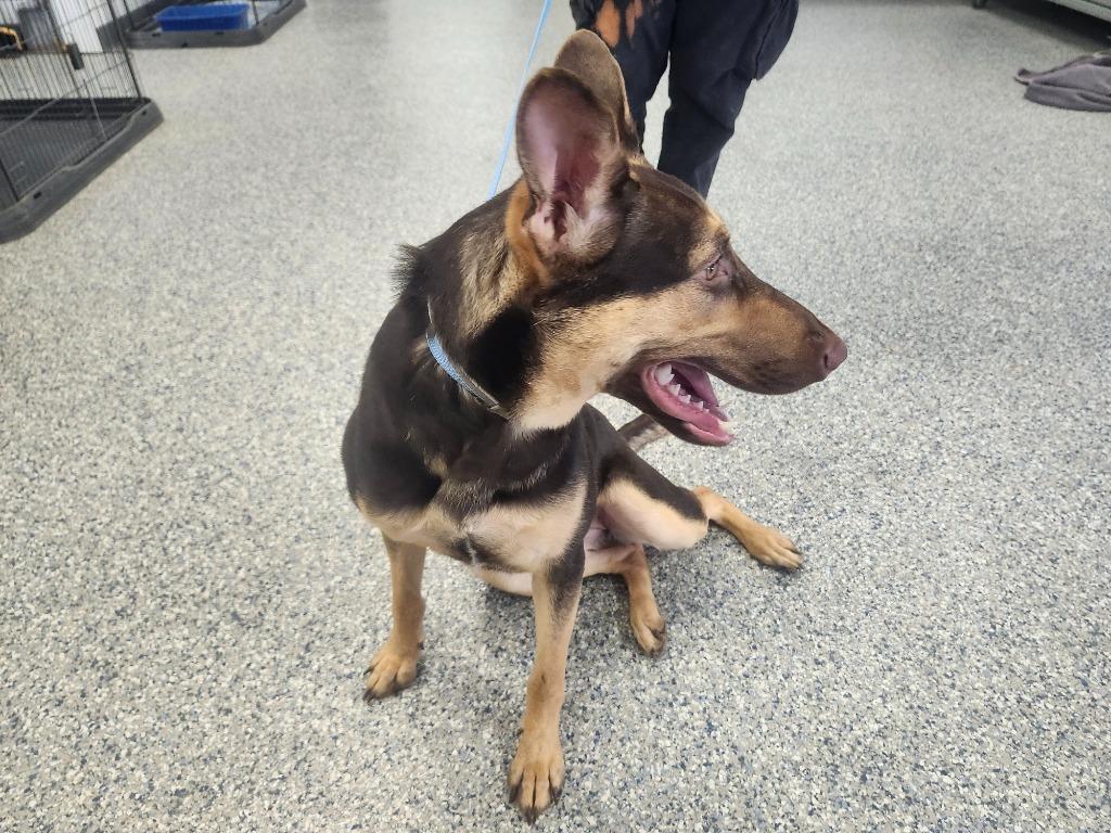 CLOVERLEAF - STRAY HOLD UNTIL 1/26/26, a Adoptable mixed breed in Athens, AL image 5/6