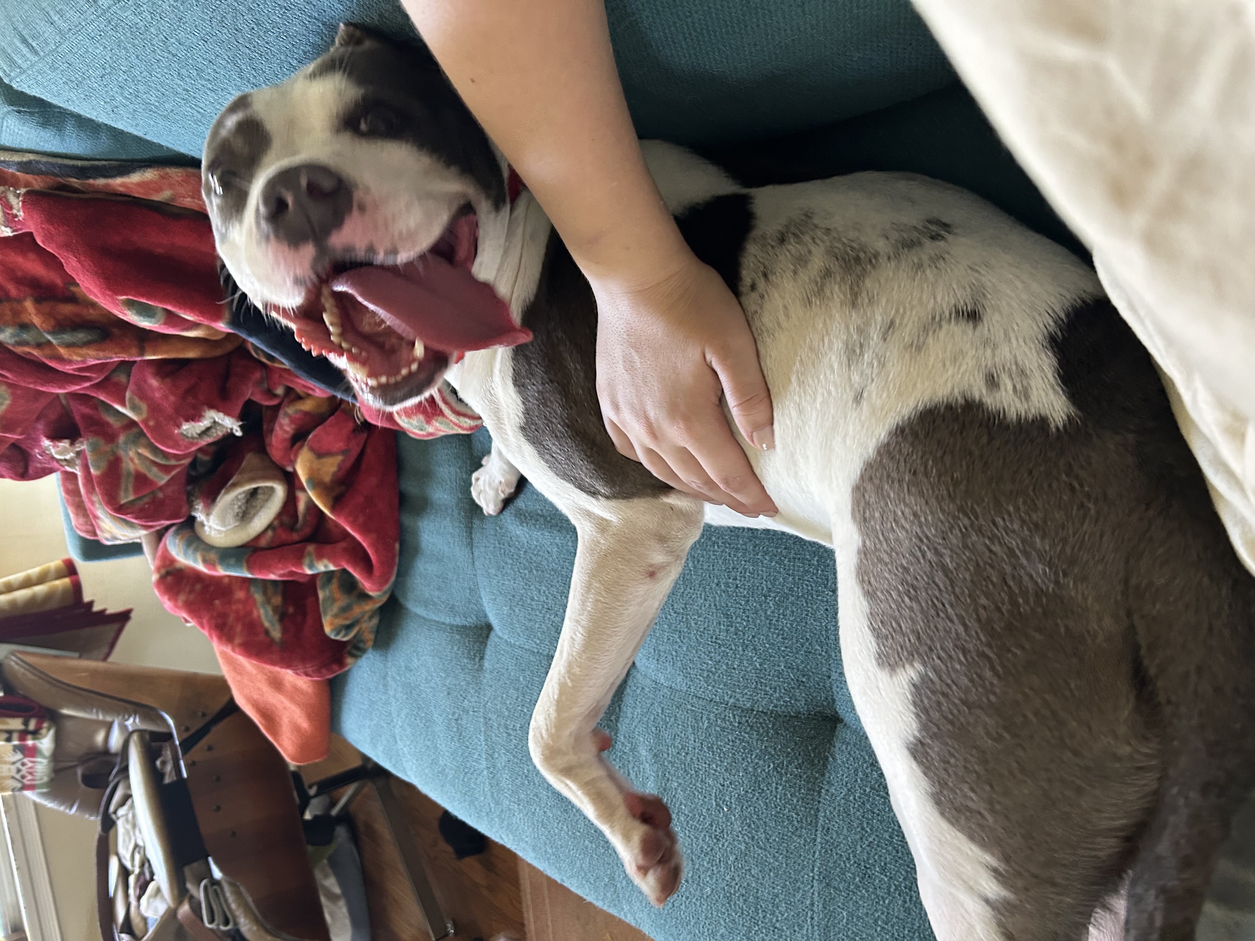 Nini, a Adoptable American Staffordshire Terrier in Claremont, CA image 2/4