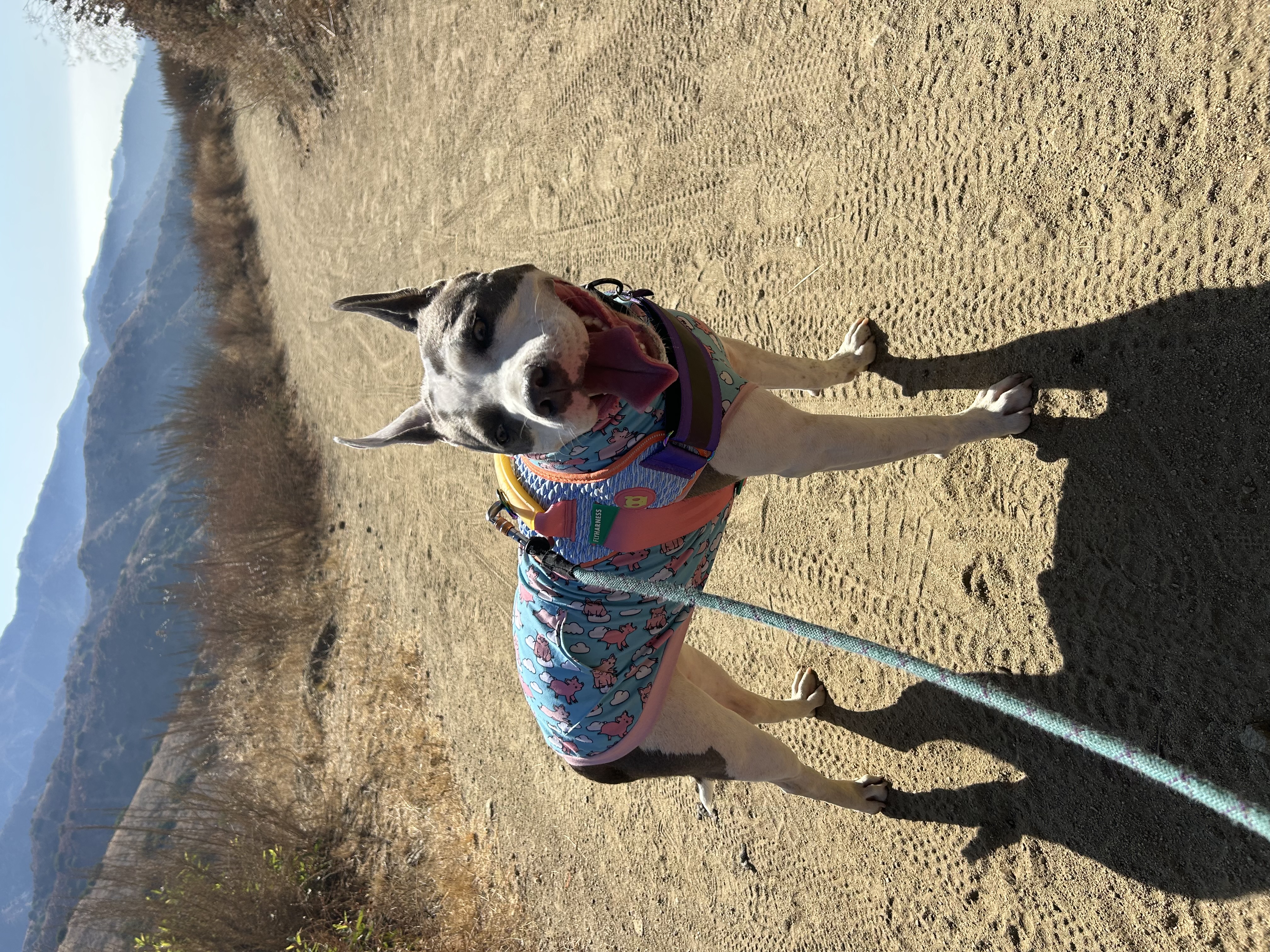 Nini, Adoptable, Young Female American Staffordshire Terrier.