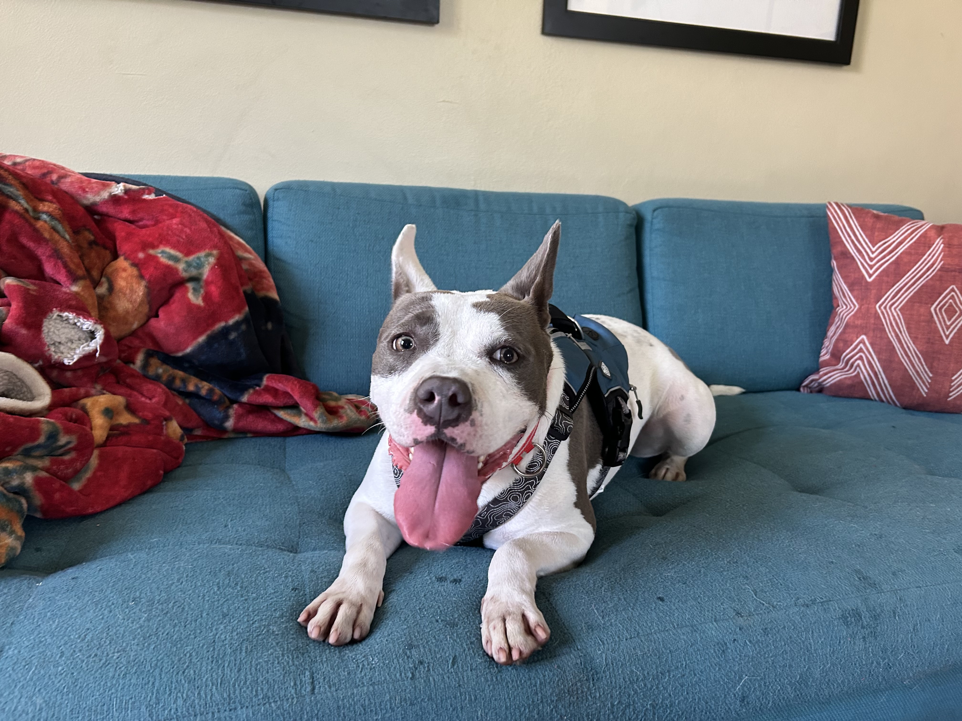 Nini, a Adoptable American Staffordshire Terrier in Claremont, CA image 3/4