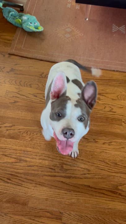 Enlarge Nini, a Adoptable American Staffordshire Terrier in Claremont, CA video 4/4