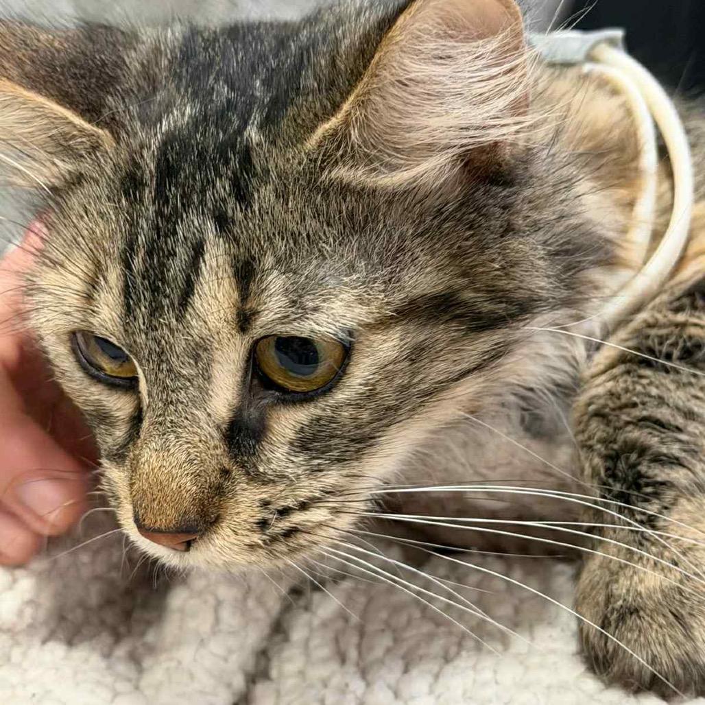 Side Line, Adoptable, Young Female Domestic Long Hair.