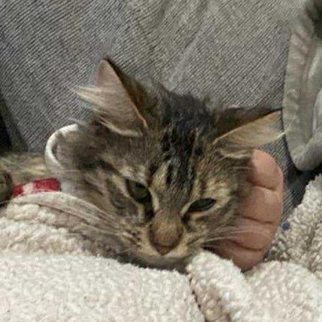 Enlarge Side Line, a Adoptable Domestic Long Hair in Fredericksburg, VA image 2/3