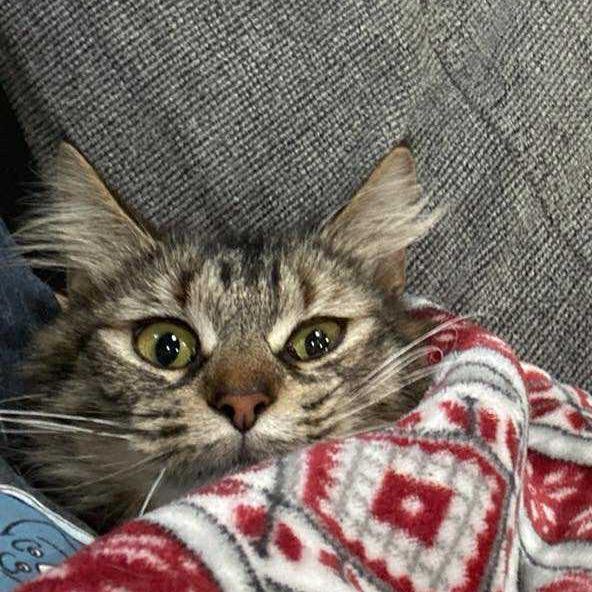 Enlarge Side Line, a Adoptable Domestic Long Hair in Fredericksburg, VA image 3/3