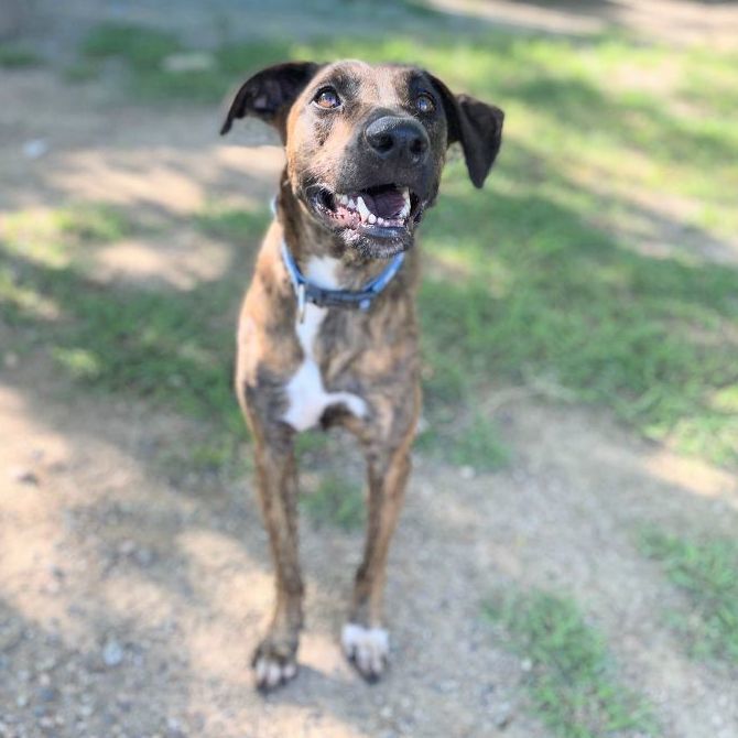 Camila, a Adoptable mixed breed in Bucerias, NAY image 1/6