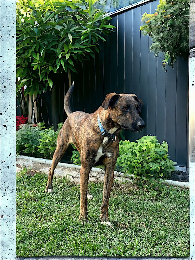 Camila, an adoptable Mixed Breed in Bucerias, NAY, 63732 | Photo Image 4