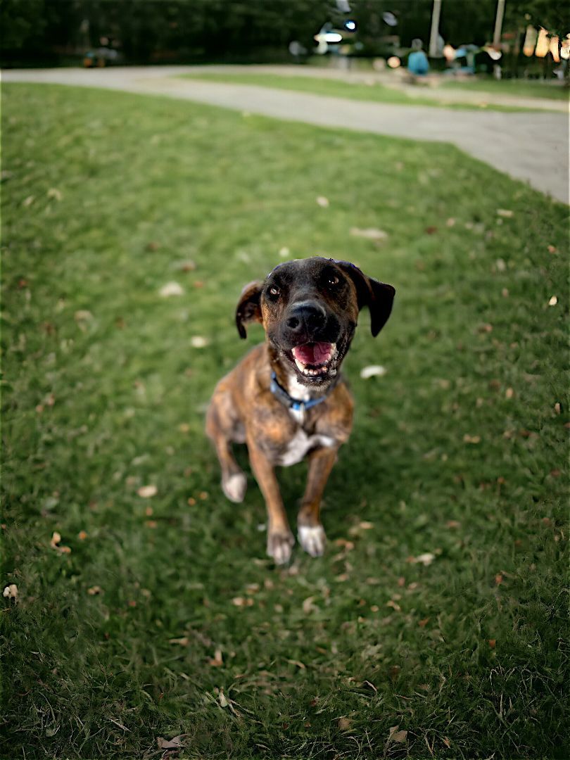 Camila, a Adoptable mixed breed in Bucerias, NAY image 3/6