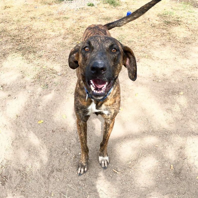 Camila, a Adoptable mixed breed in Bucerias, NAY image 4/6