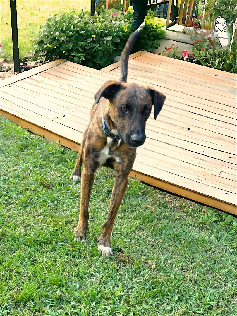 Camila, a Adoptable mixed breed in Bucerias, NAY image 5/6