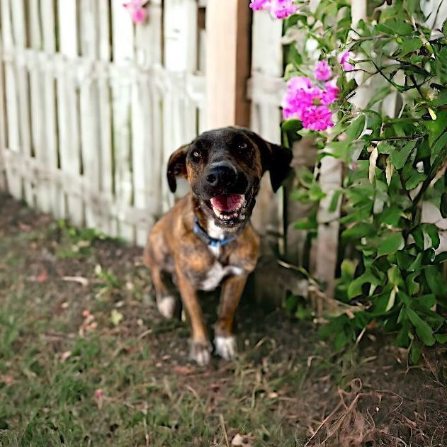 Camila, a Adoptable mixed breed in Bucerias, NAY image 6/6