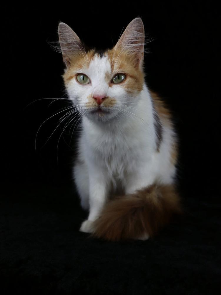 Madeleine, Adoptable, Young Female Calico.