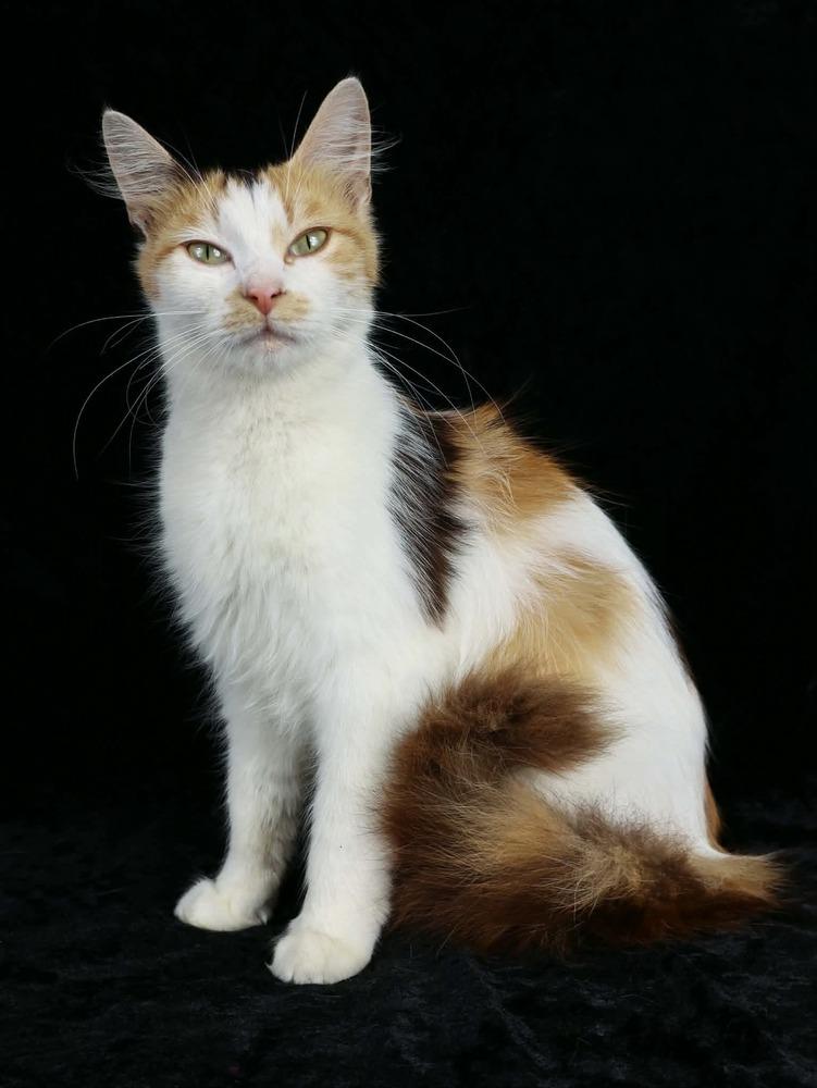 Madeleine, a Adoptable Calico in Lewisburg, TN image 2/2