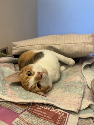 Luna, Adoptable, Adult Female Domestic Short Hair & Domestic Short Hair.