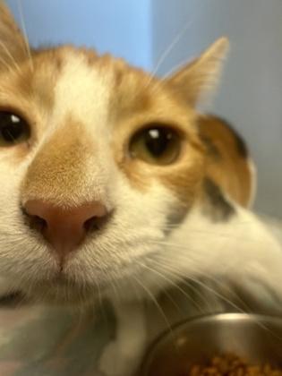 Enlarge Luna, a Adoptable mixed breed in Quakertown, PA image 2/2