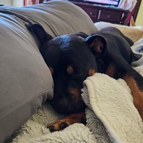 Haven, a ADOPTABLE Rottweiler in Polk, OH image 1/2