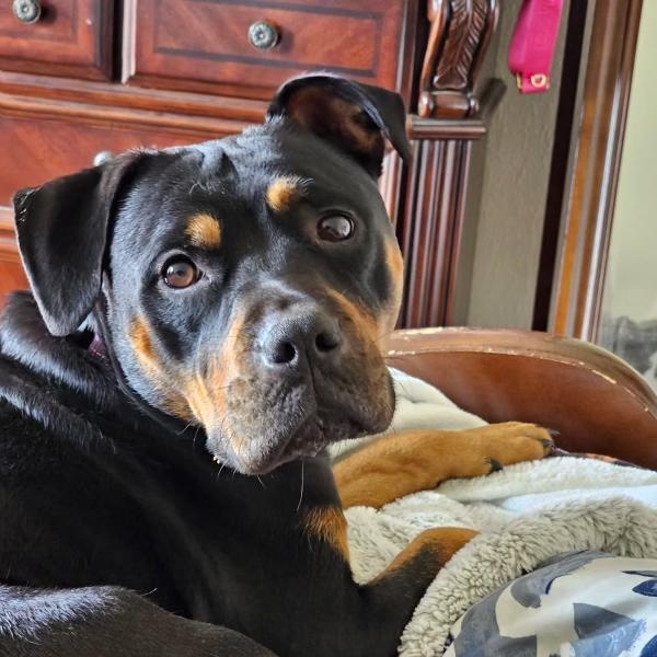 Haven, a ADOPTABLE Rottweiler in Polk, OH image 2/2