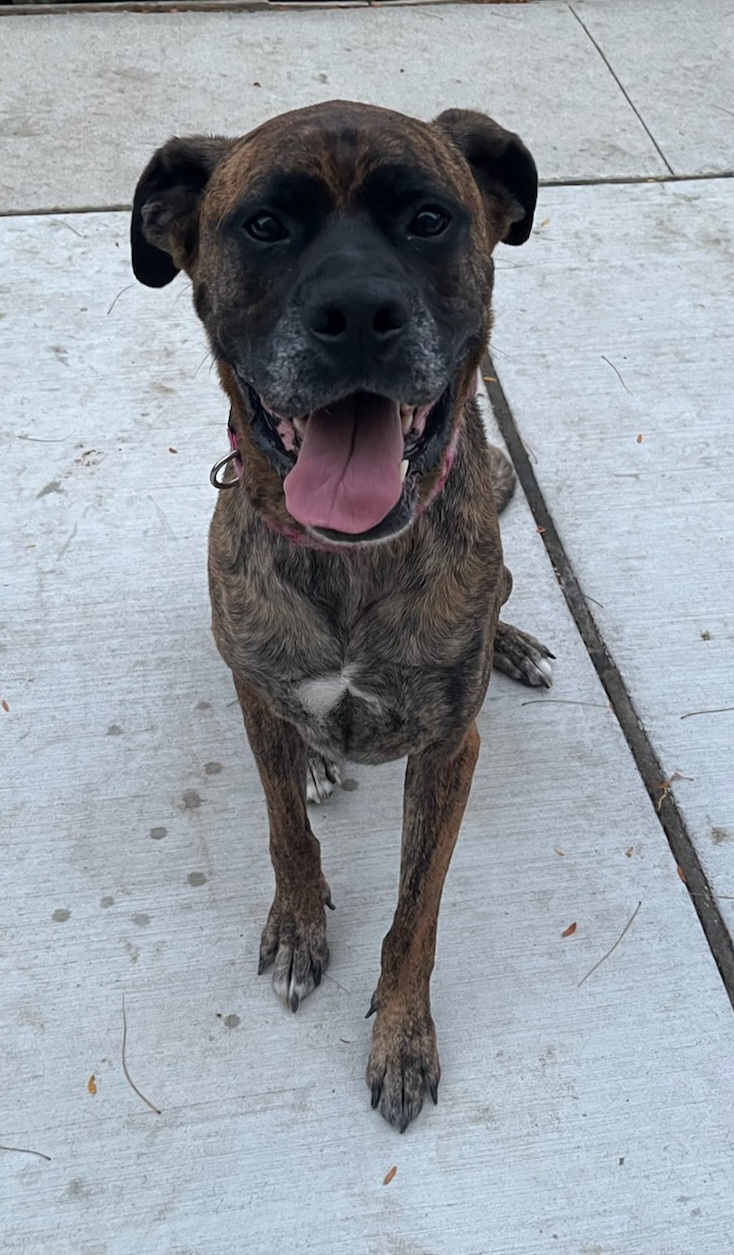 Ares, Adult Male Bullmastiff