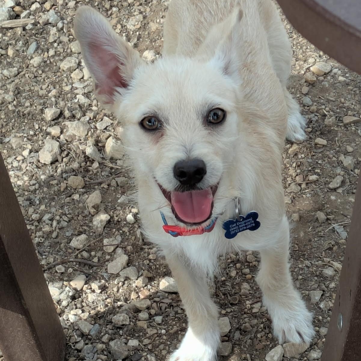 Enlarge Theo, a ADOPTABLE Terrier in Lewisville, TX image 2/5