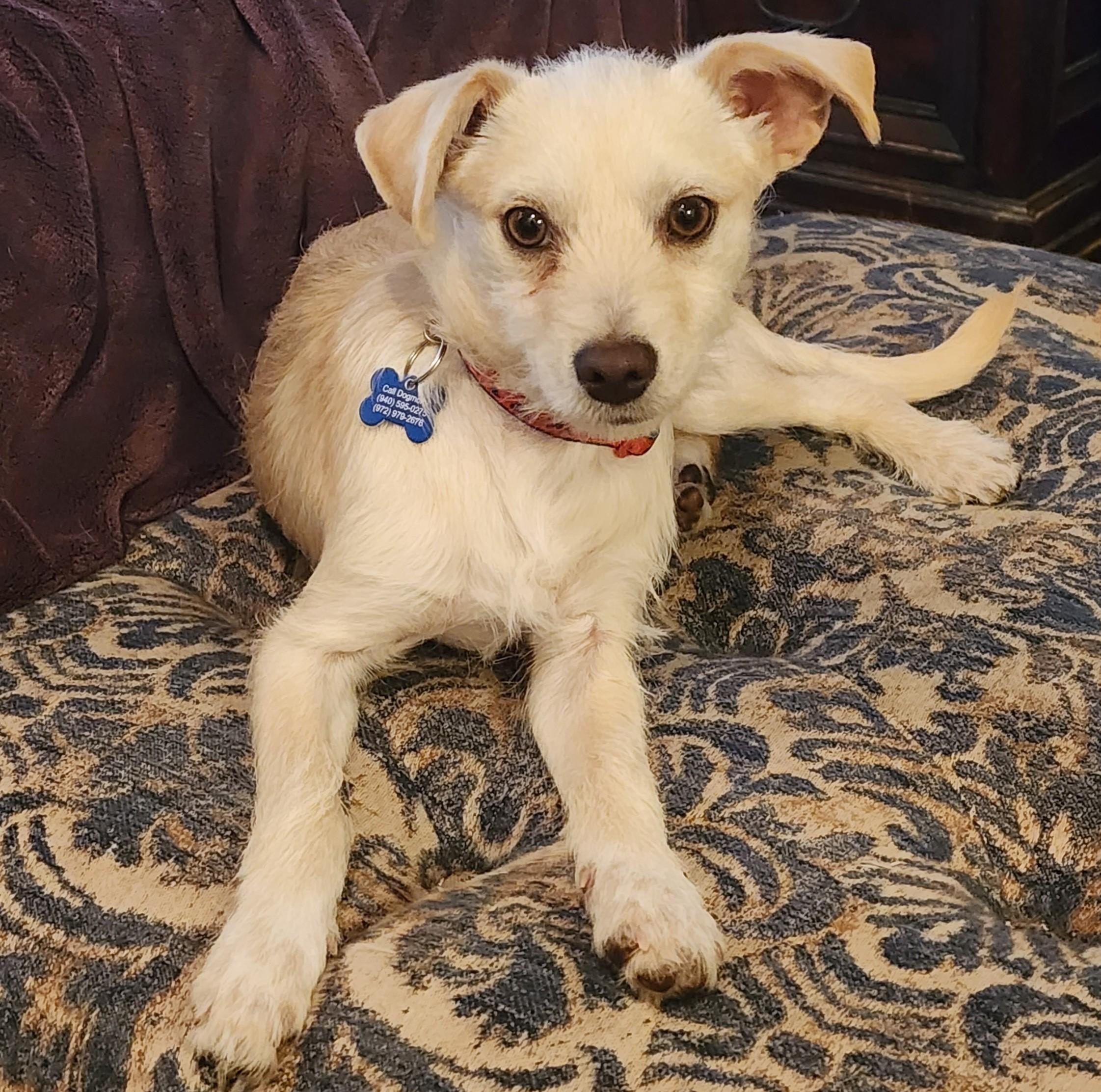 Enlarge Theo, a ADOPTABLE Terrier in Lewisville, TX image 1/5