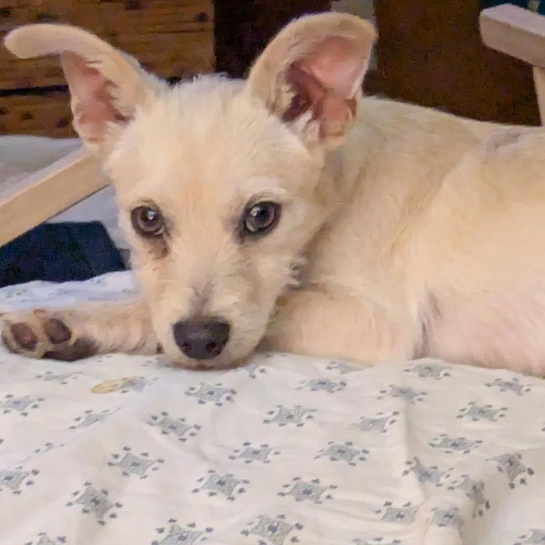 Enlarge Theo, a ADOPTABLE Terrier in Lewisville, TX image 3/5