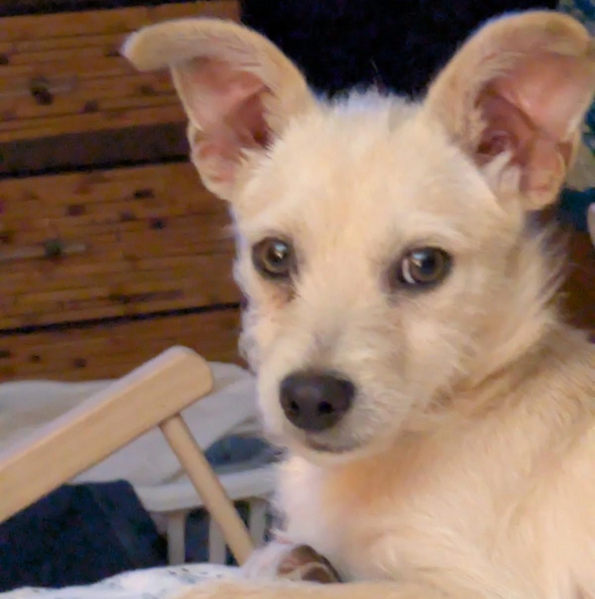 Enlarge Theo, a ADOPTABLE Terrier in Lewisville, TX image 5/5