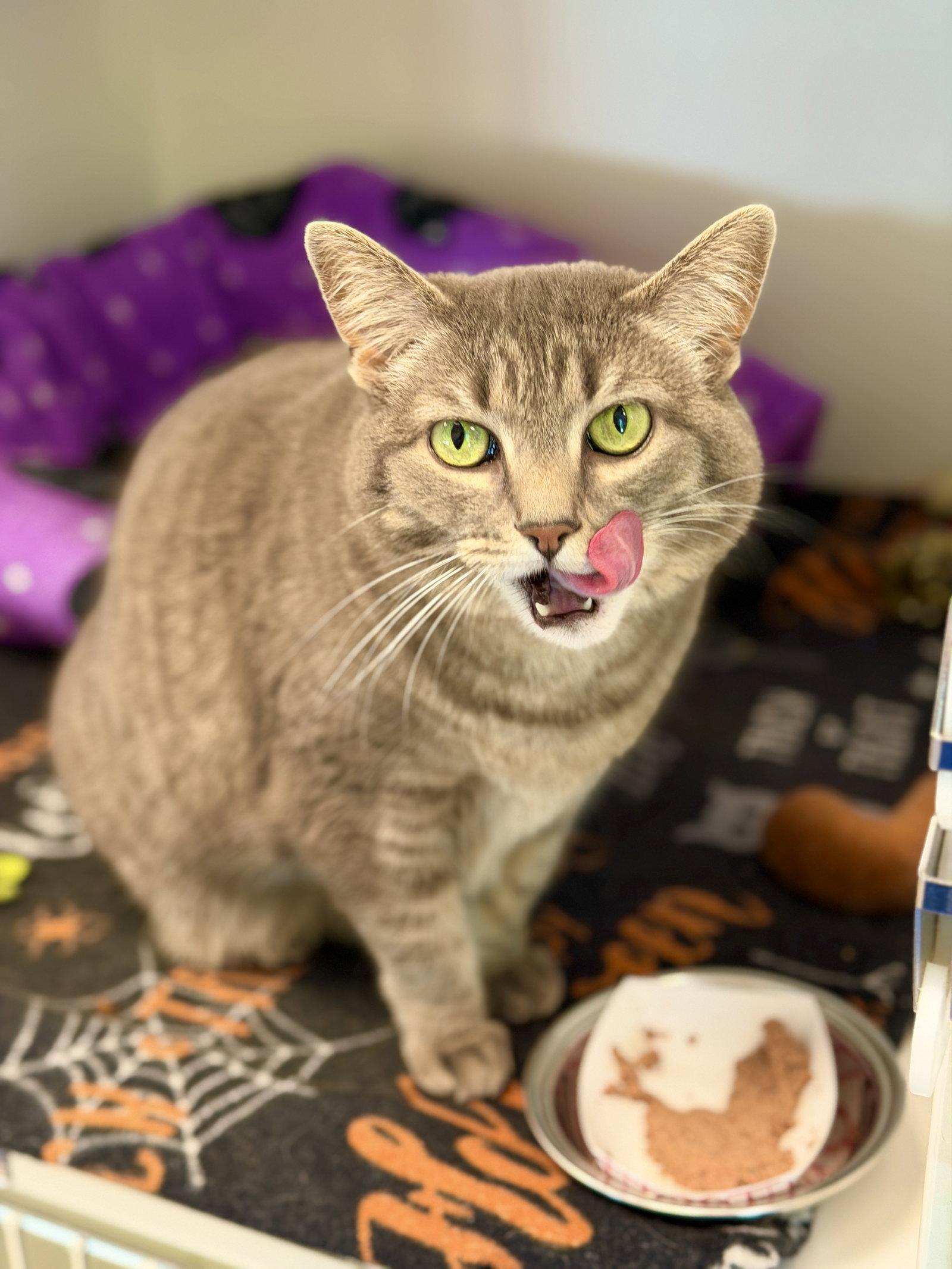 Spooky, a Adoptable Domestic Short Hair in West Cornwall, CT image 1/3