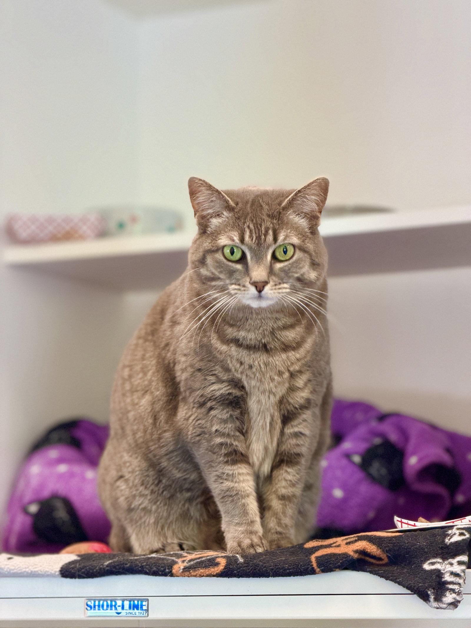 Spooky, a Adoptable Domestic Short Hair in West Cornwall, CT image 2/3