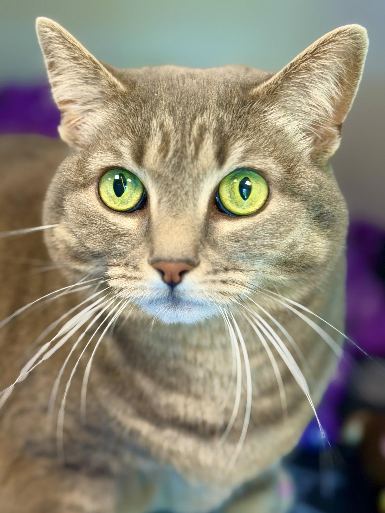 Spooky, a Adoptable Domestic Short Hair in West Cornwall, CT image 3/3