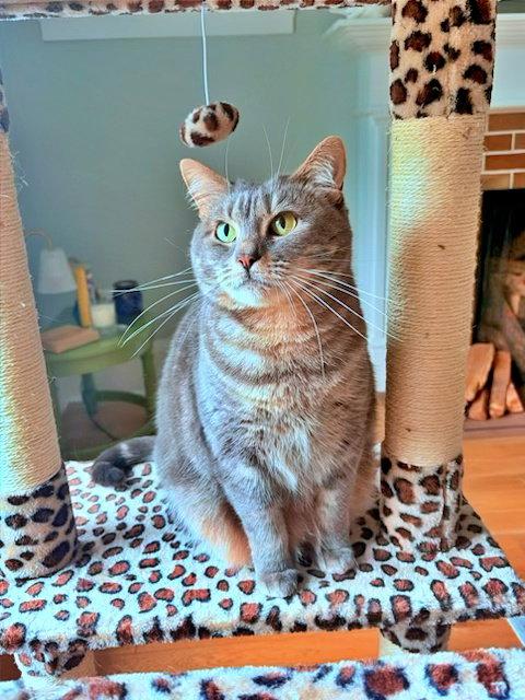 STORMY #1988 - Offered by Owner - Family Cat!, Adoptable, Adult Female Tabby & Domestic Short Hair.