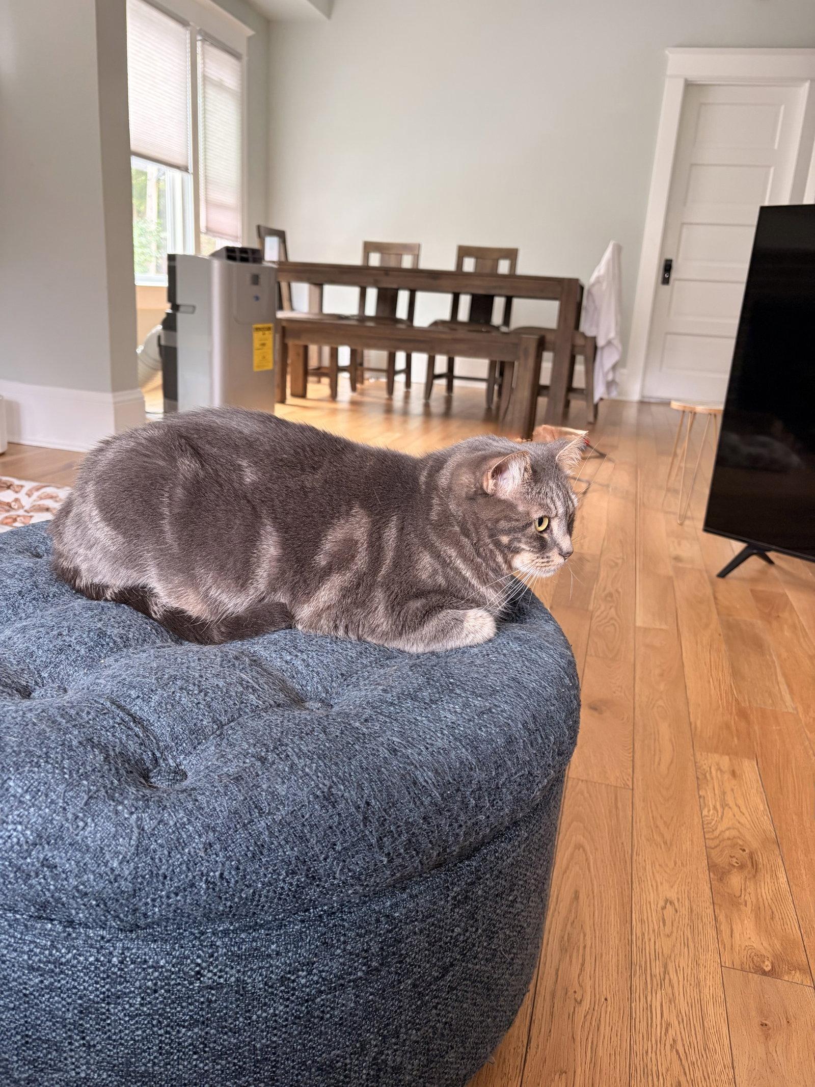 STORMY #1988 - Offered by Owner - Young Female, Adoptable, Adult Female Tabby & Domestic Short Hair.