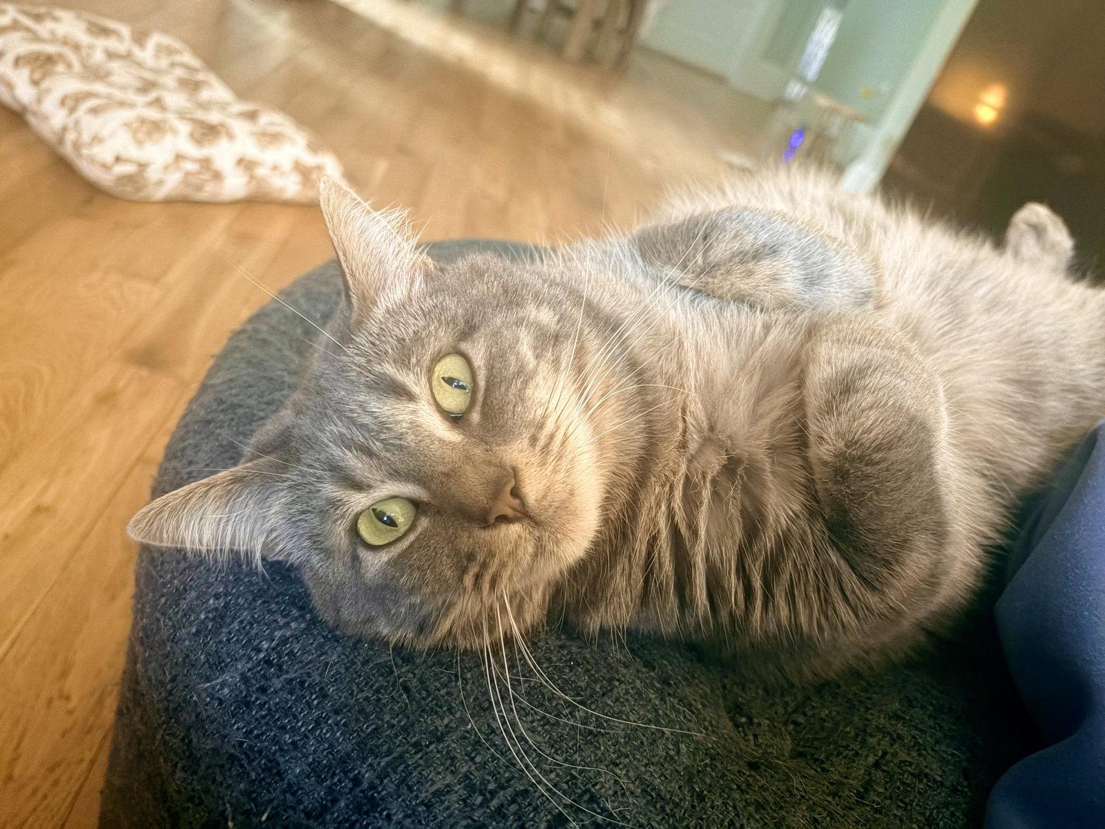 Enlarge STORMY #1988 - Offered by Owner - Young Female, a Adoptable mixed breed in Hillsboro, OR image 2/3
