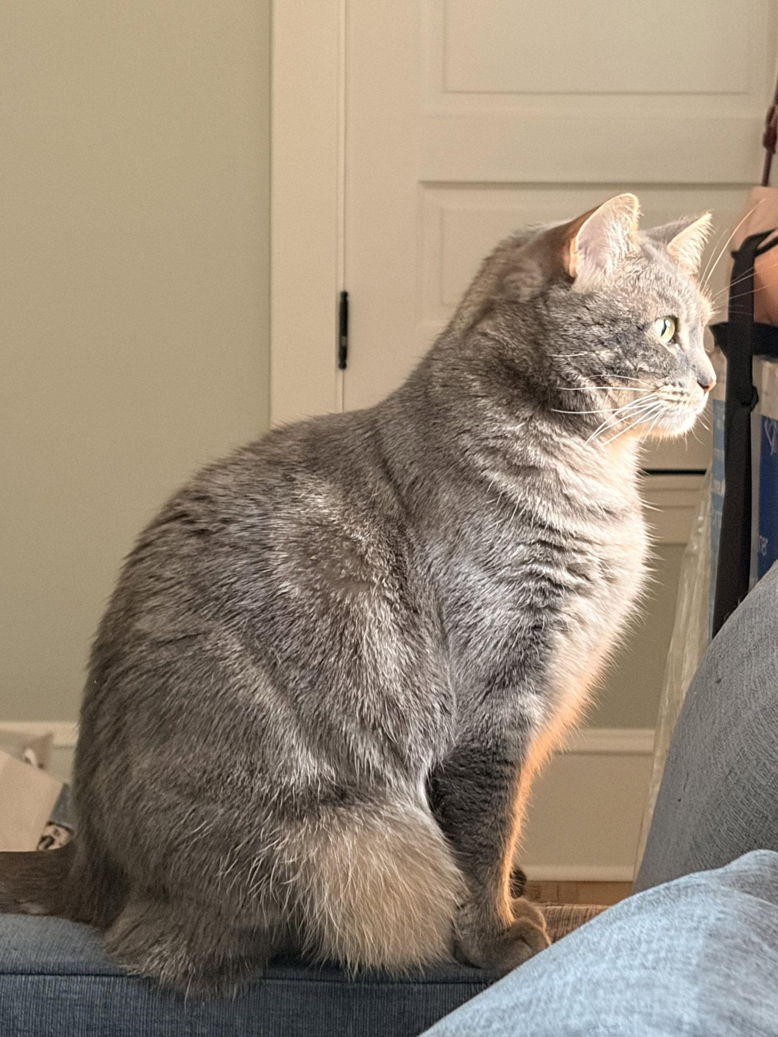 Enlarge STORMY #1988 - Offered by Owner - Young Female, a Adoptable mixed breed in Hillsboro, OR image 3/3