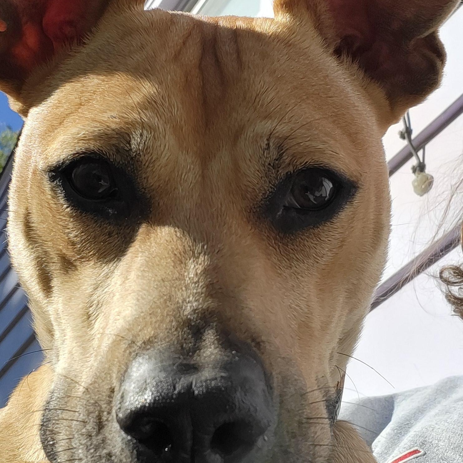 Berkley, Adoptable, Puppy Male Boxer & Bulldog.