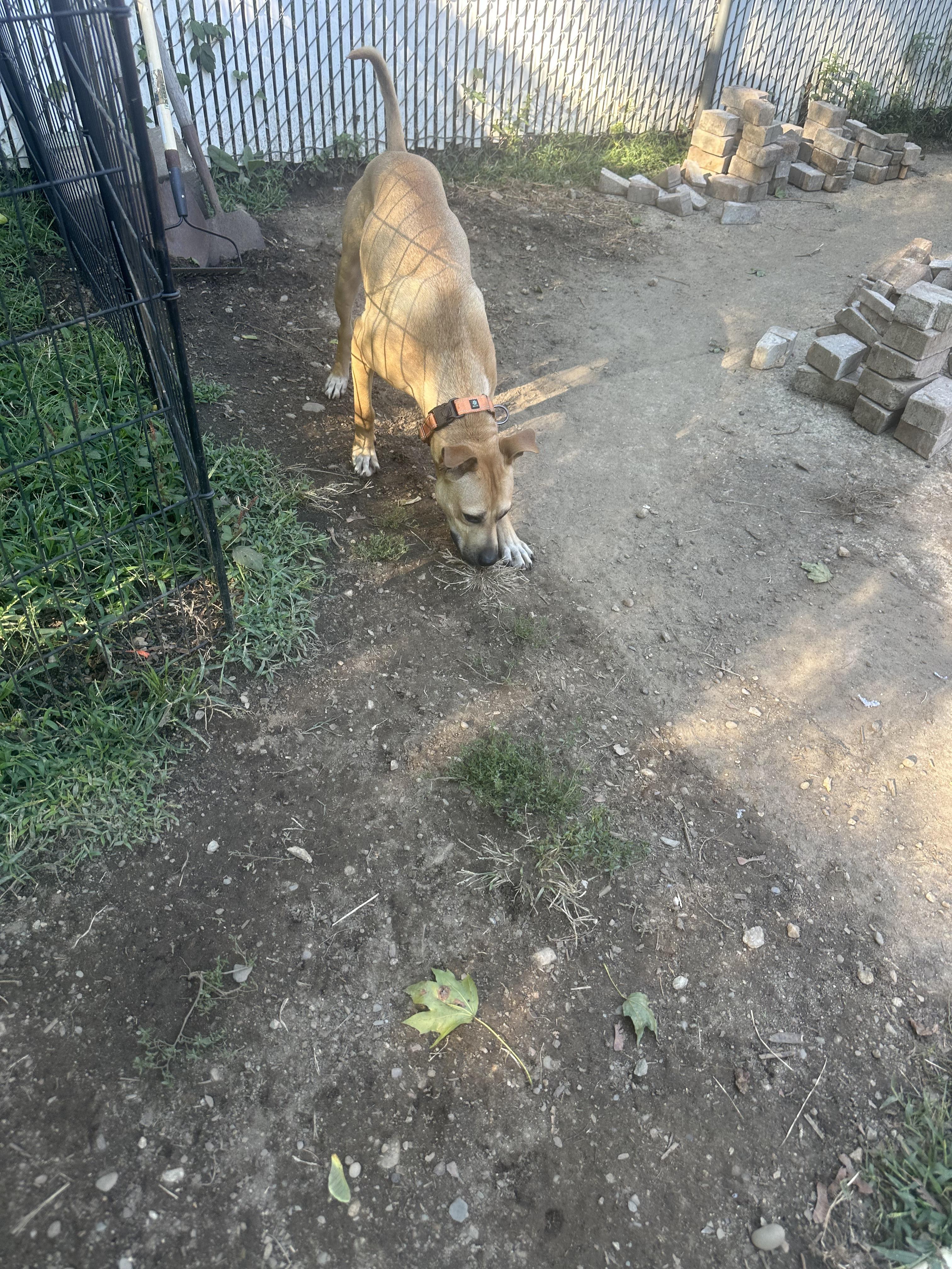 Enlarge Berkley, a Adoptable mixed breed in Haskell, NJ image 2/5