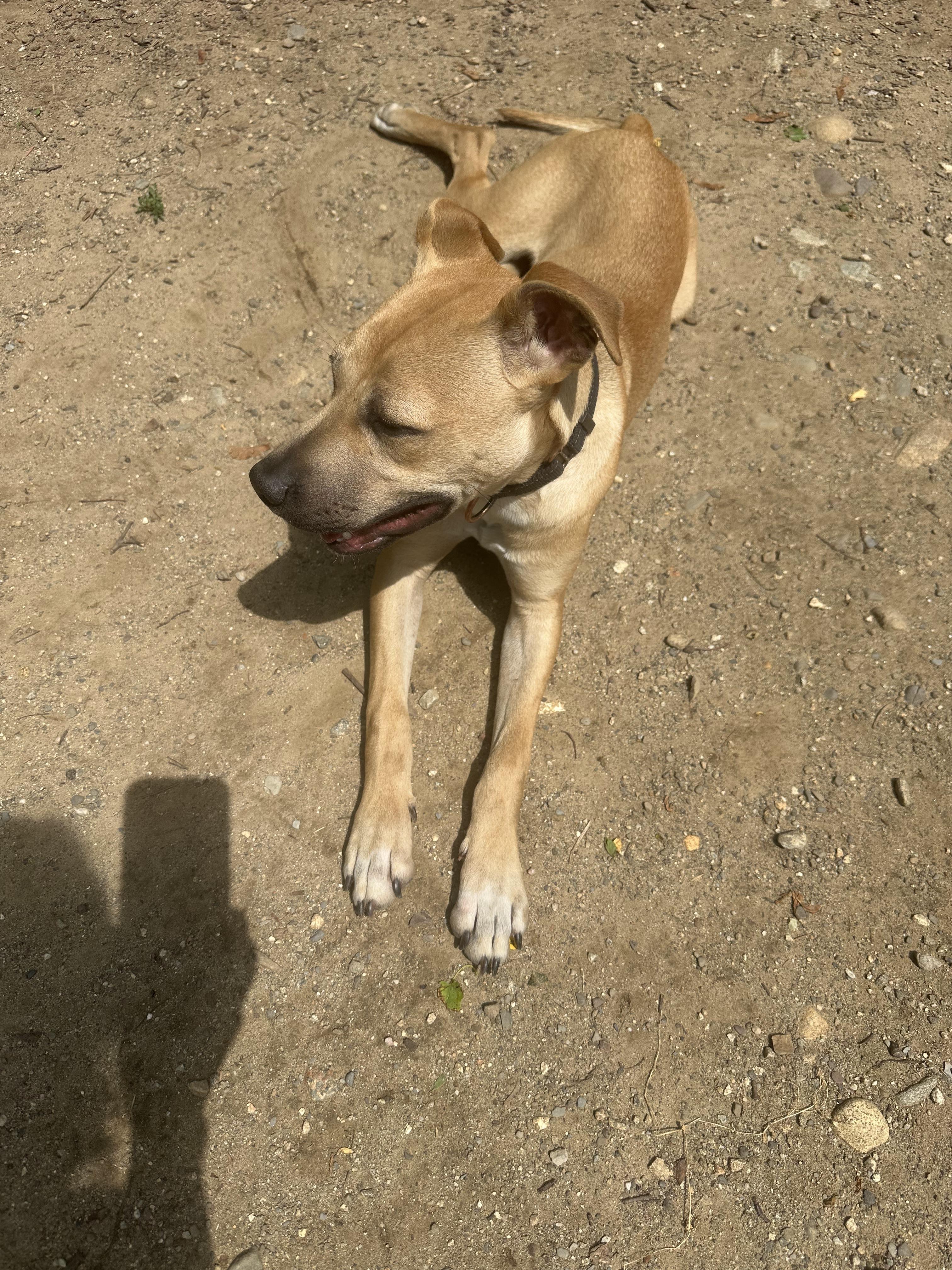 Enlarge Berkley, a Adoptable mixed breed in Haskell, NJ image 3/5
