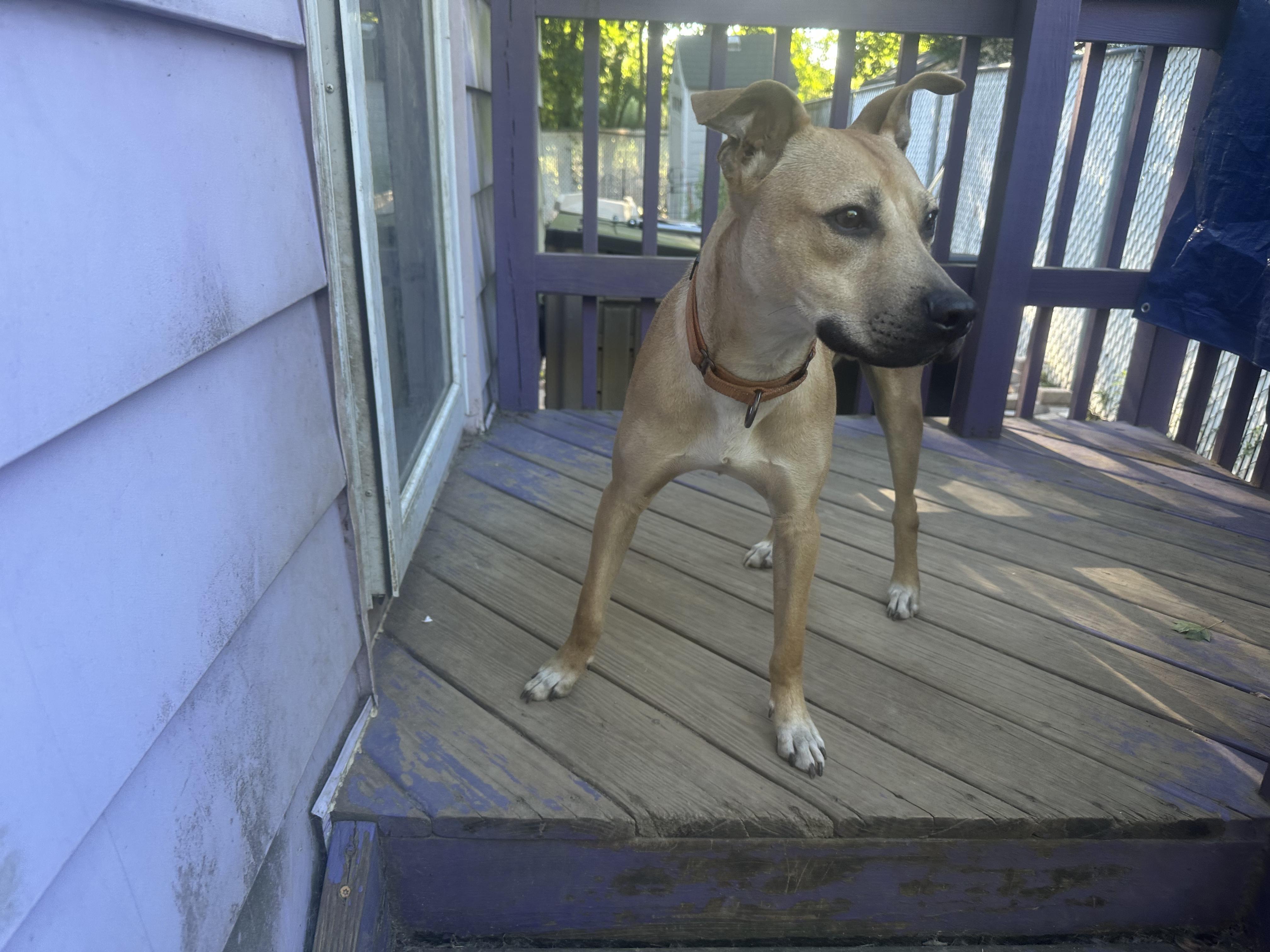 Enlarge Berkley, a Adoptable mixed breed in Haskell, NJ image 4/5