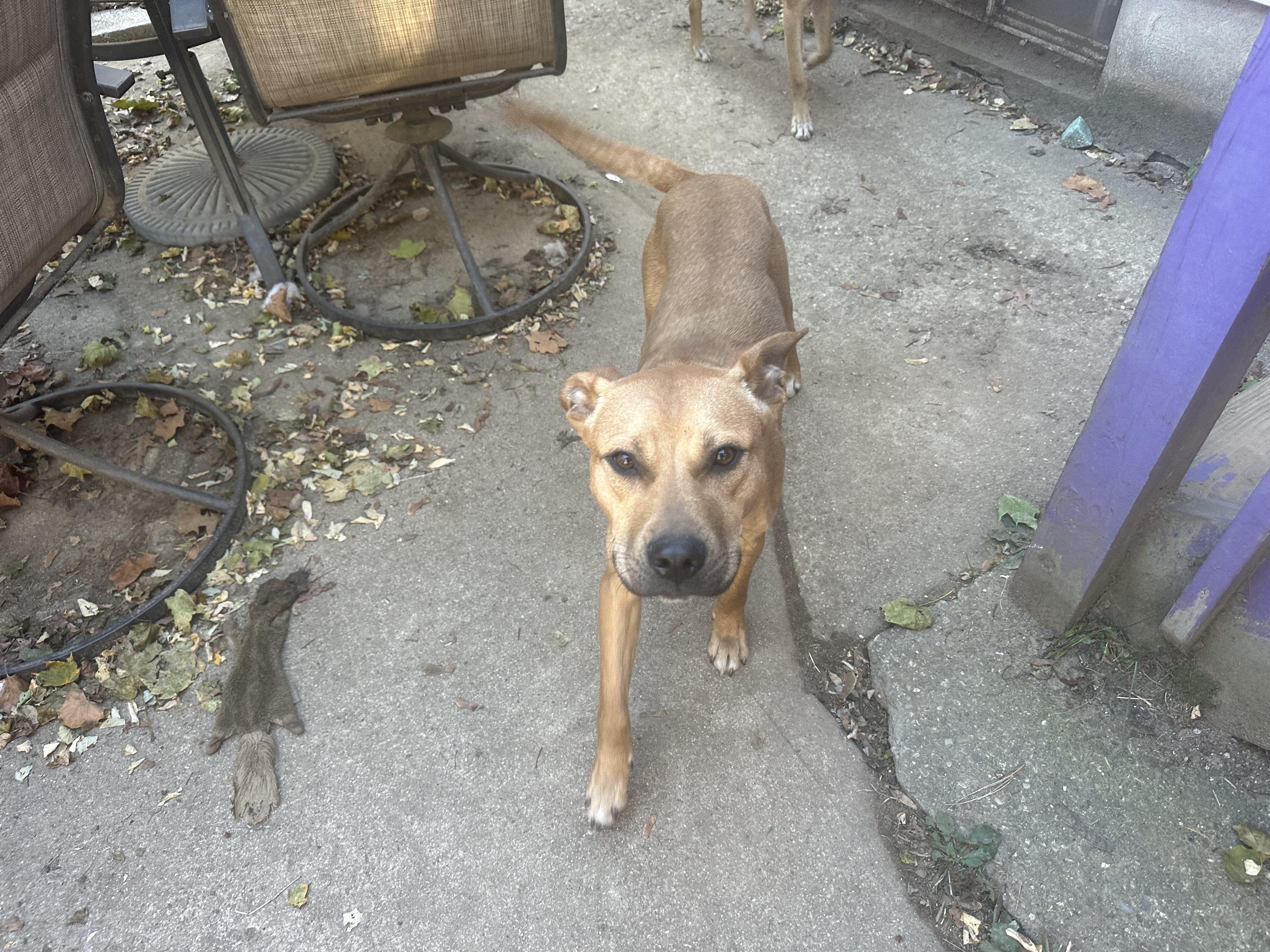 Enlarge Berkley, a Adoptable mixed breed in Haskell, NJ image 2/2