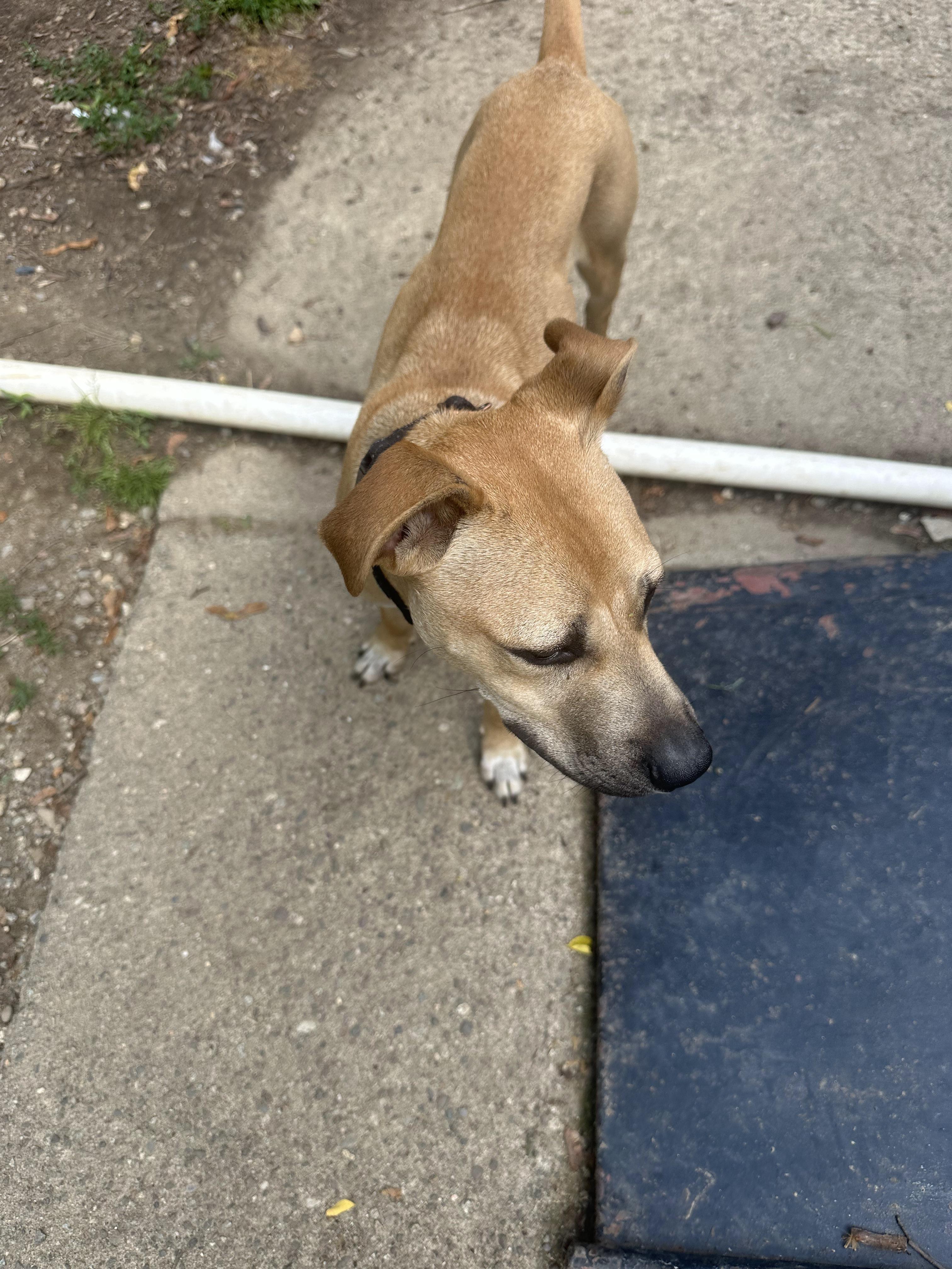 Enlarge Berkley, a Adoptable mixed breed in Haskell, NJ image 5/5