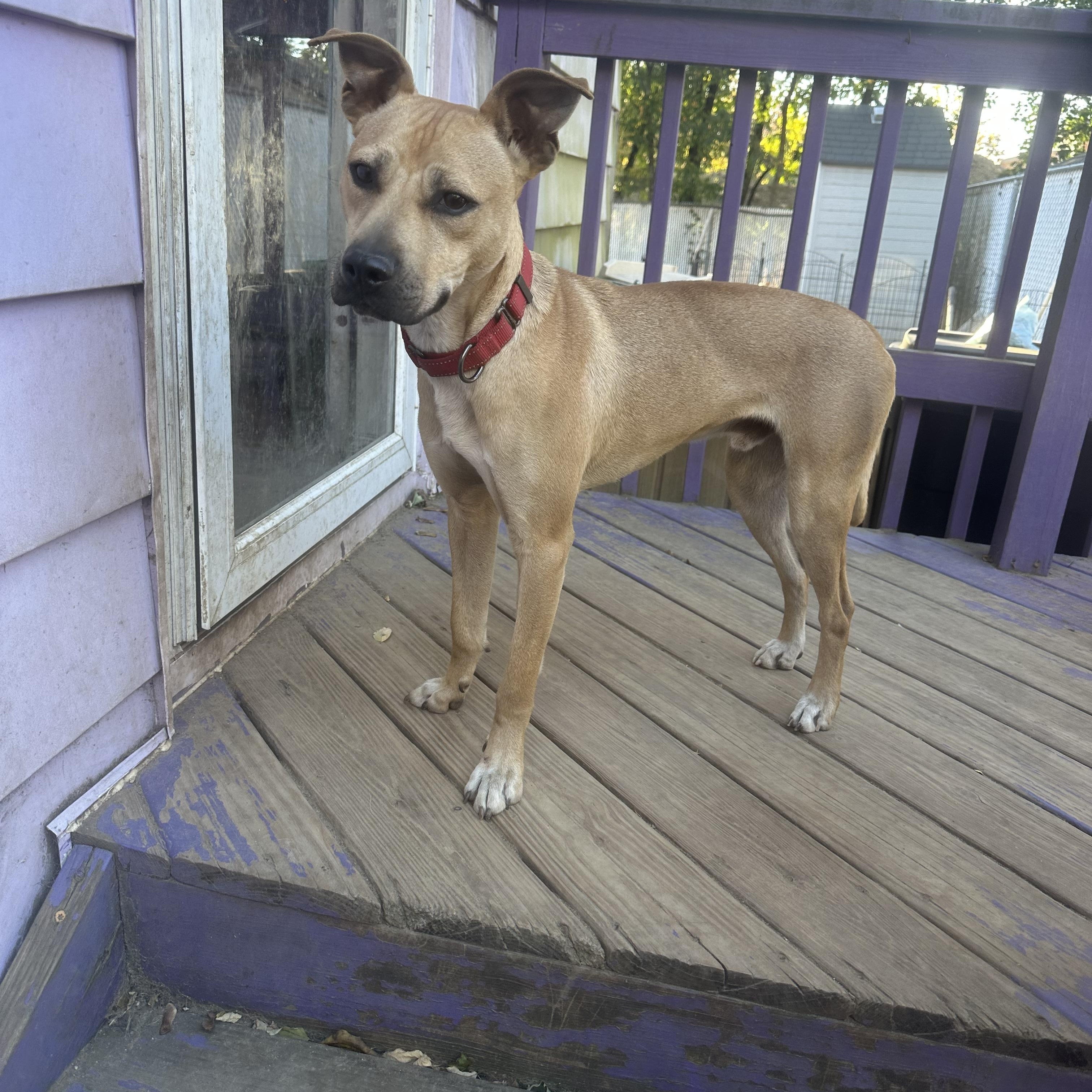 Enlarge Berkley, a Adoptable mixed breed in Haskell, NJ image 1/2