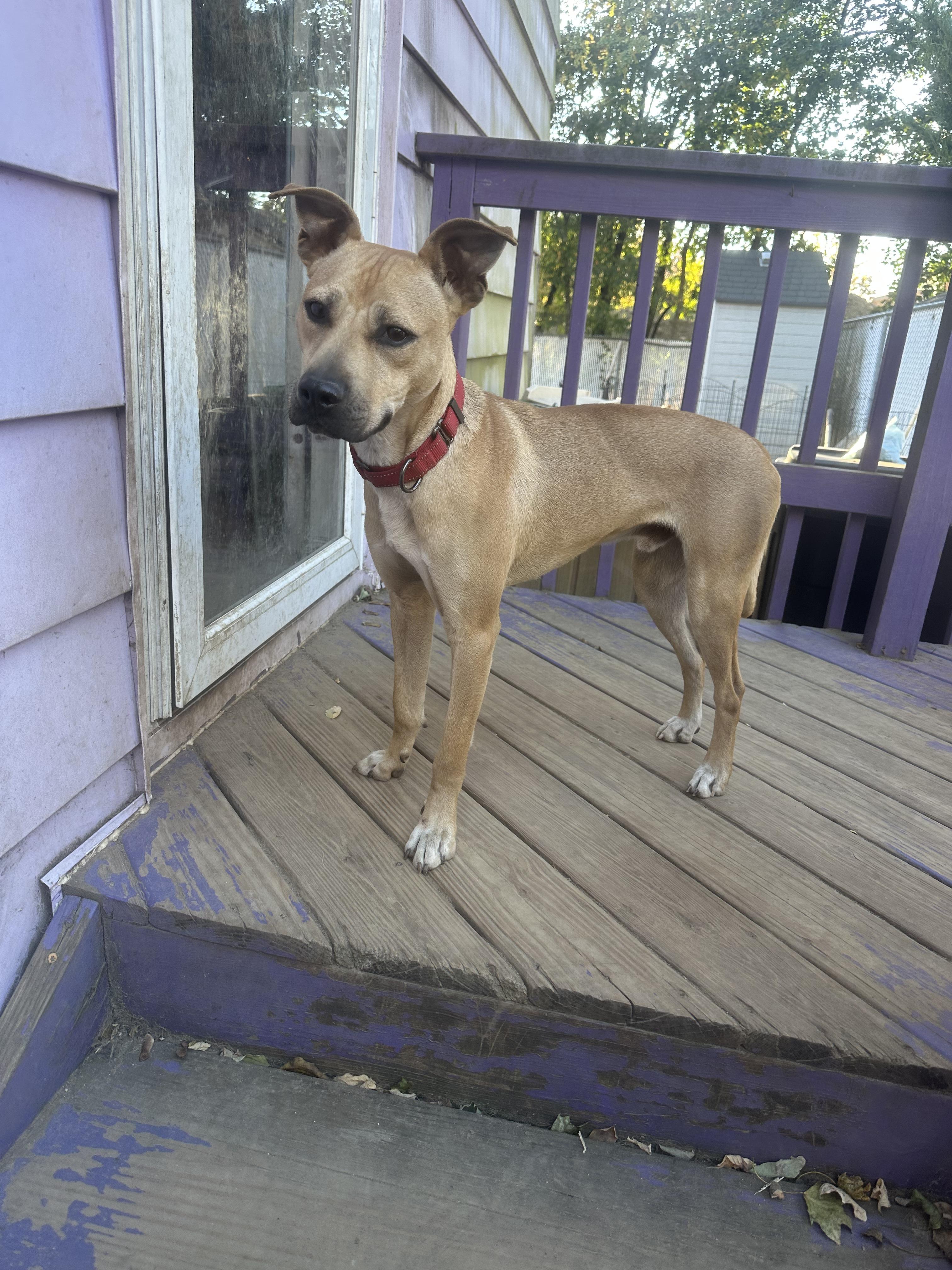 Enlarge Berkley, a Adoptable mixed breed in Haskell, NJ image 4/6