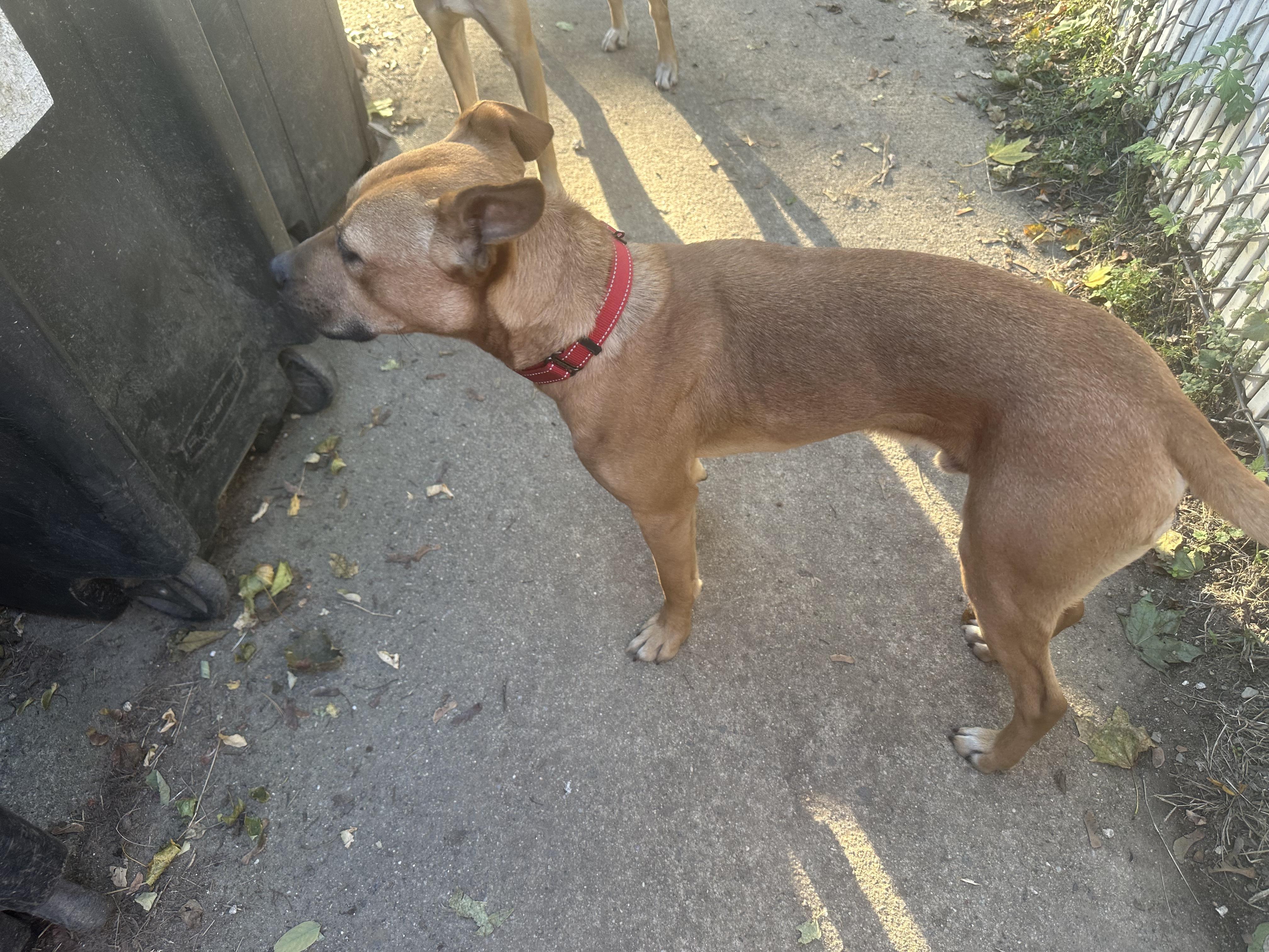 Enlarge Berkley, a Adoptable mixed breed in Haskell, NJ image 5/6