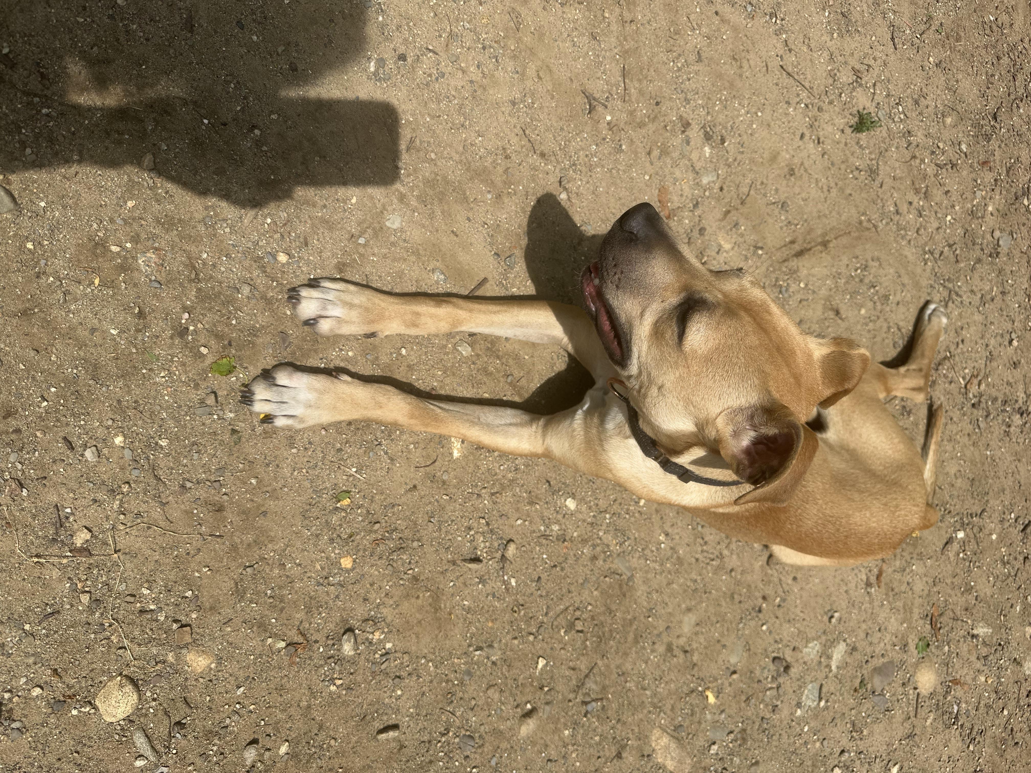 Enlarge Berkley, a Adoptable mixed breed in Haskell, NJ image 6/6