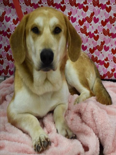 Enlarge SMOKEY, a Adoptable mixed breed in Cookeville, TN image 1/1