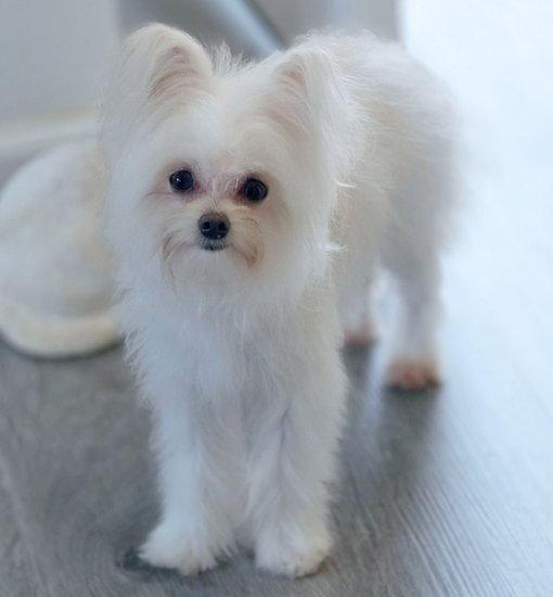 Elsa, Adopted, Puppy Female Maltese & Chihuahua.